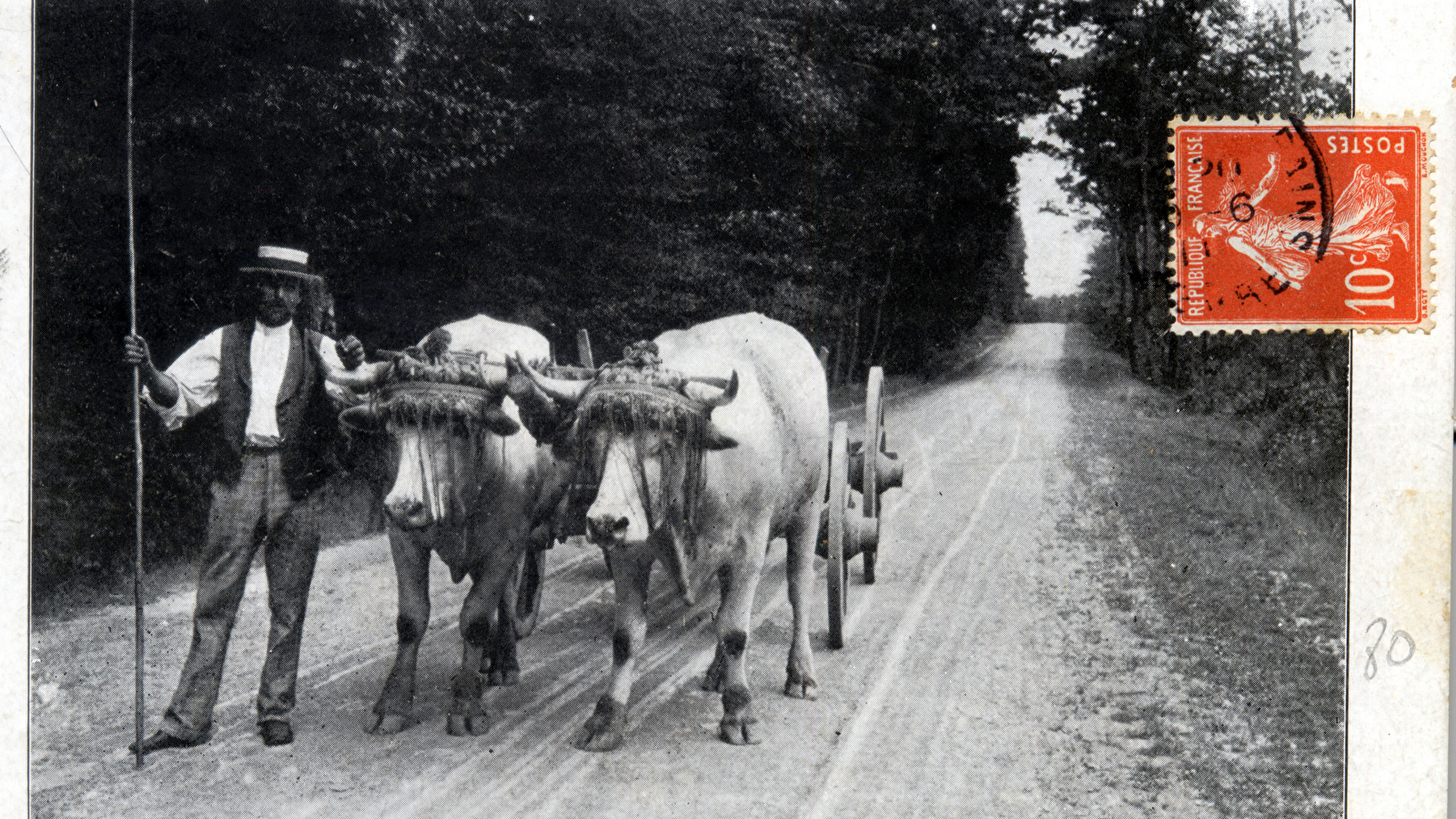Visite zoom : dans les pas des vaches et boeufs du Morvan