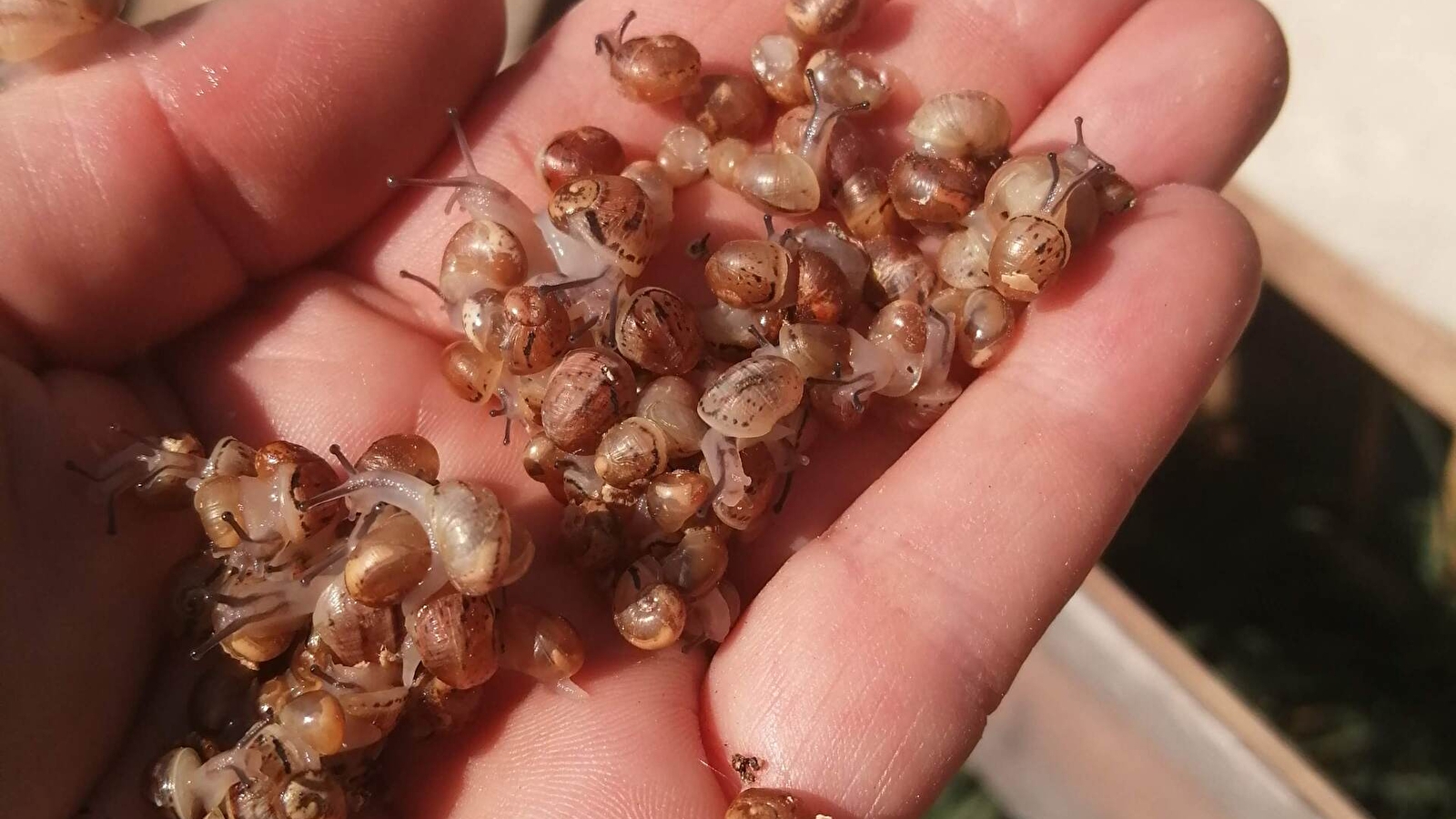 Portes Ouvertes : l'escargot sort de sa coquille