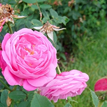 Visite du Jardin Saint Hugues - PARAY-LE-MONIAL