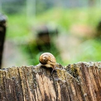 Le Moulin Burignat : Les jeudis escargots - MONTLAINSIA