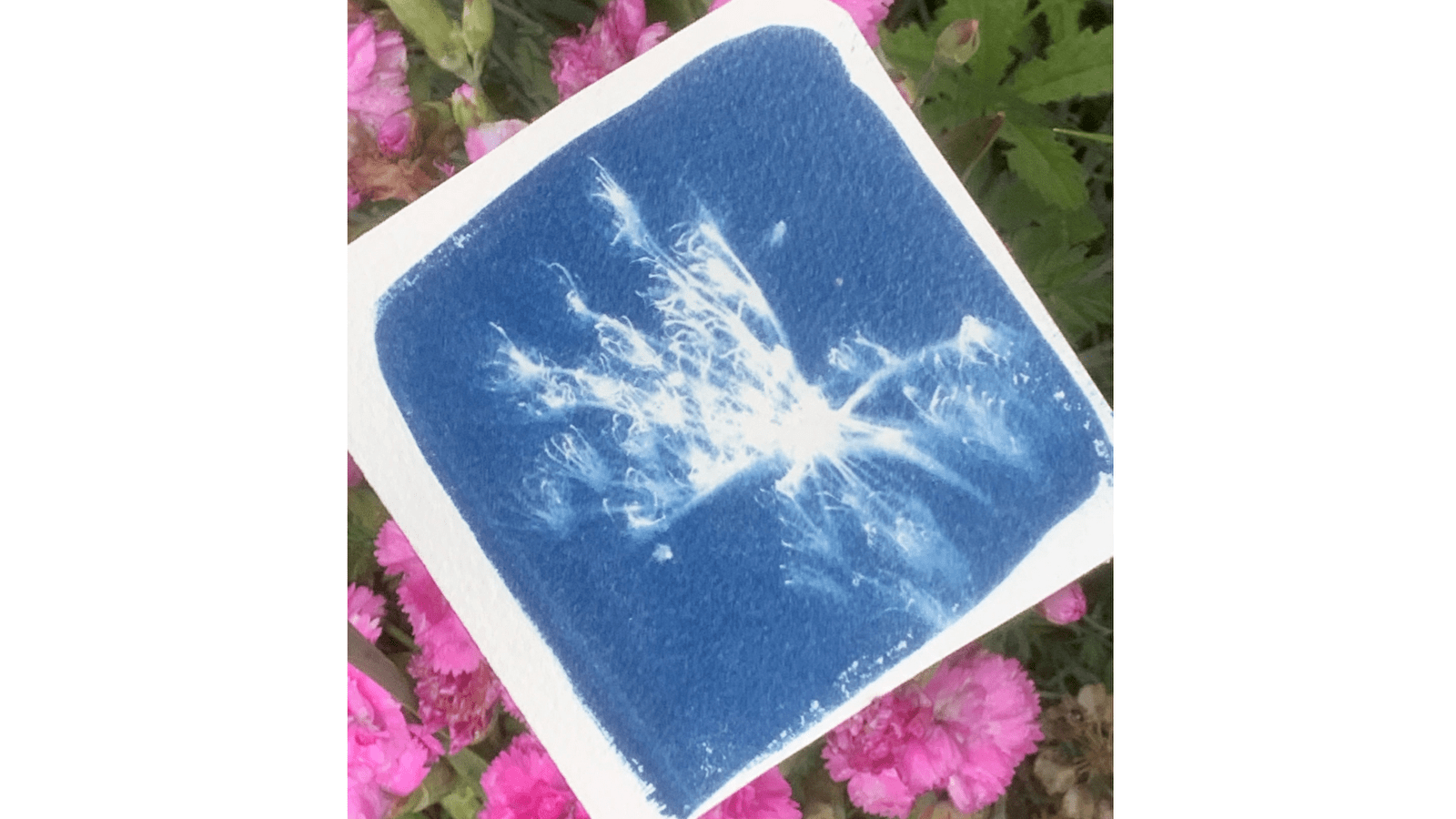 Escapades nature : découverte du cyanotype