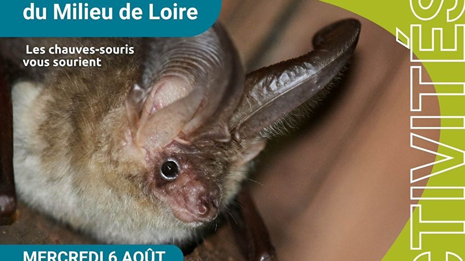 Les aventuriers du milieu de Loire, journée nature pour les 6-12 ans spéciale 'Les chauves-souris vous sourient'