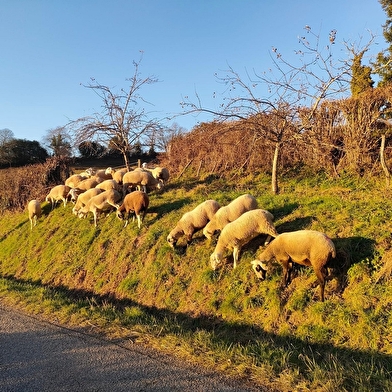 Les Bêêlles Morvandelles