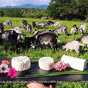 La Chèvre Grisette - ECHAVANNE