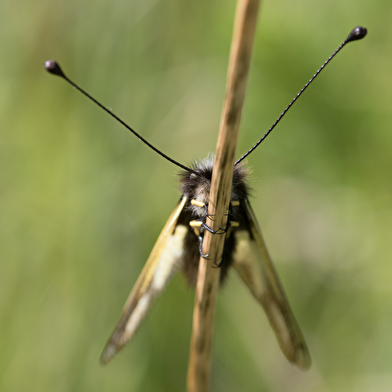 'Mille et une pattes' au Parc national de forêts