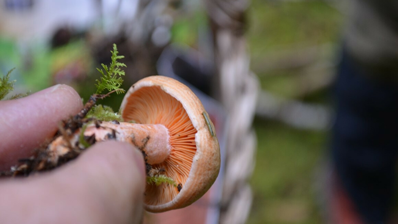 Sortie champignons - ENS2022