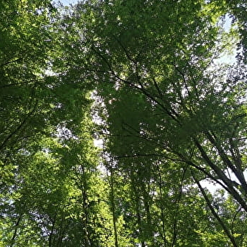 Forest Discovery Tour - Parc national de forêts - CHATILLON-SUR-SEINE