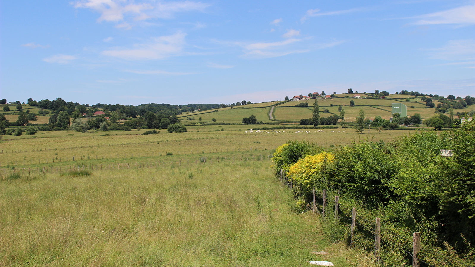 Sur les traces des boeufs blancs