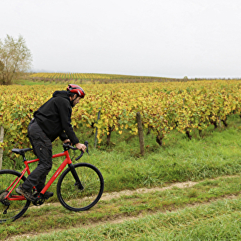 A Tour de Roues - ARBOIS