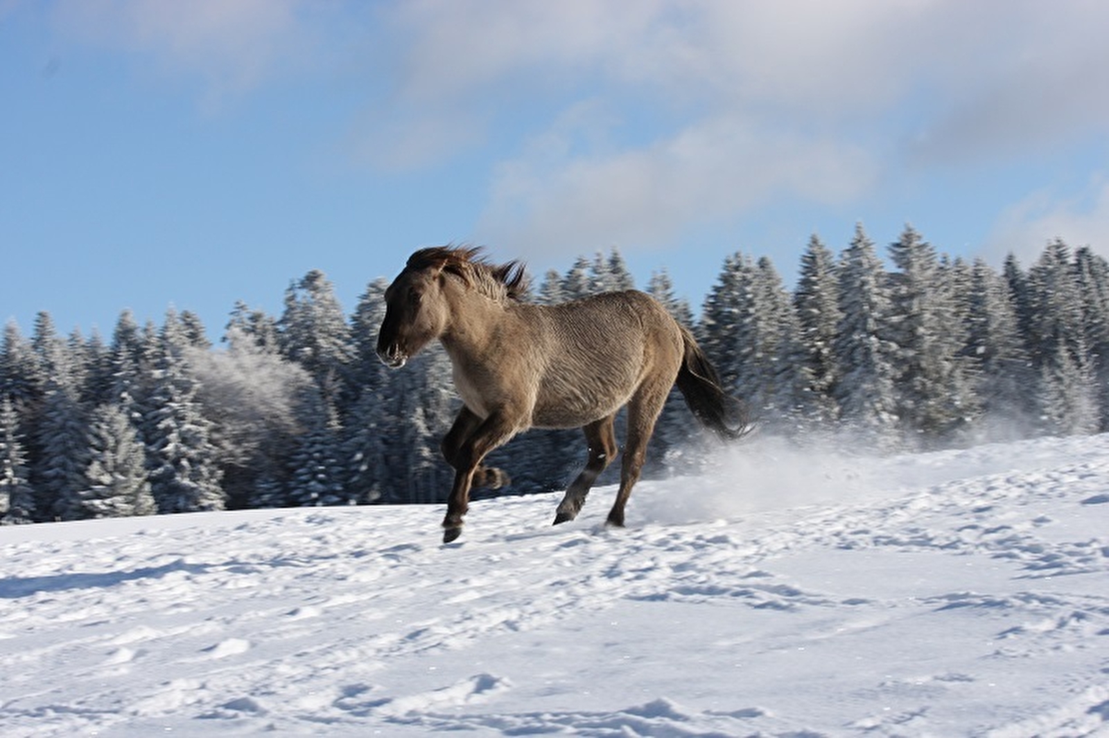 Parc Polaire Cernois Veuillet Et Les Fo 25240 Chaux neuve Parc Polaire | Bourgogne-Franche-Comté