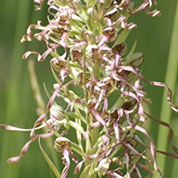 Sortie Nature : Sauvages orchidées Samedi 24 mai 2025 - CHAULGNES
