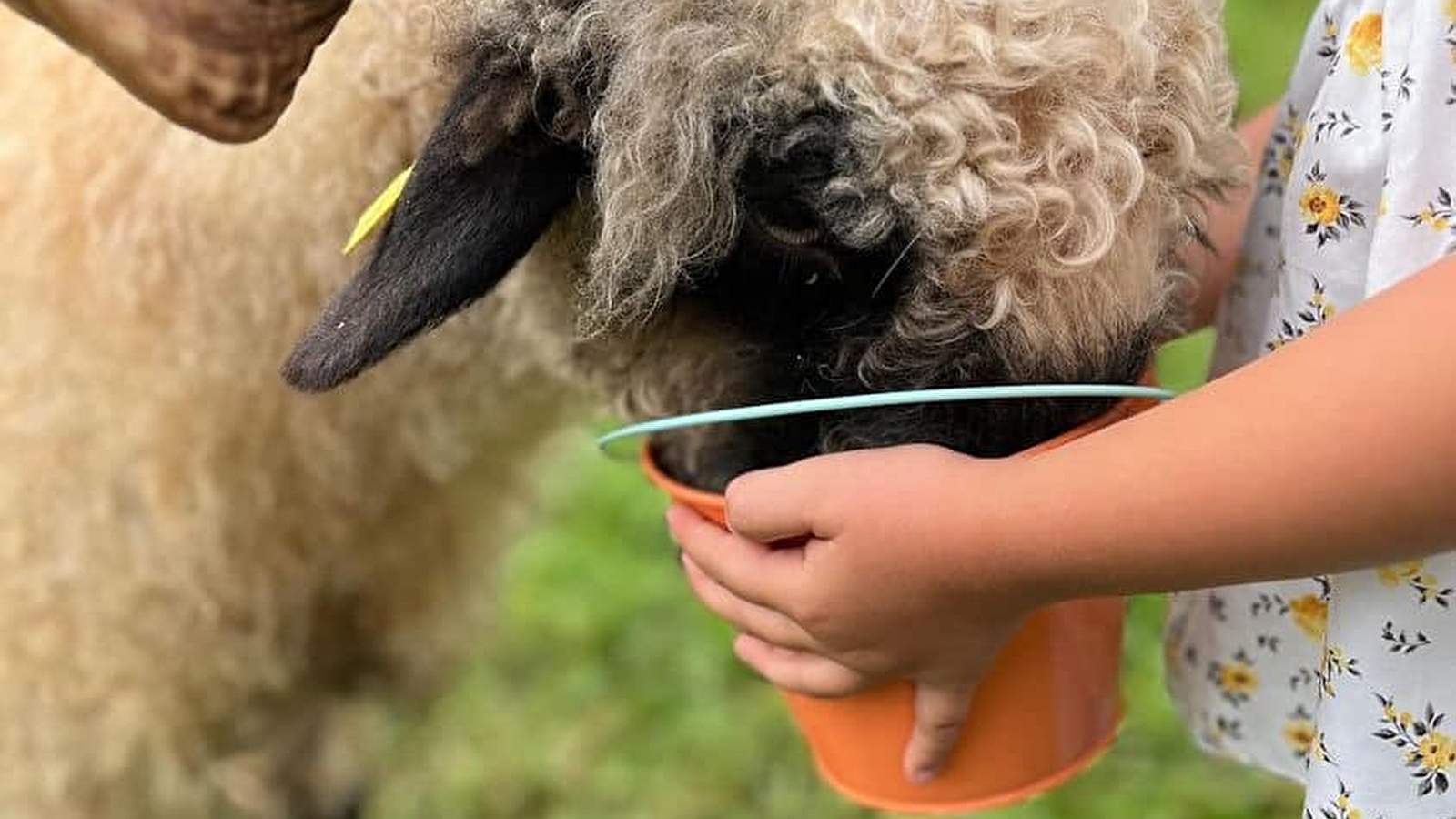 Micro ferme de Mishka
