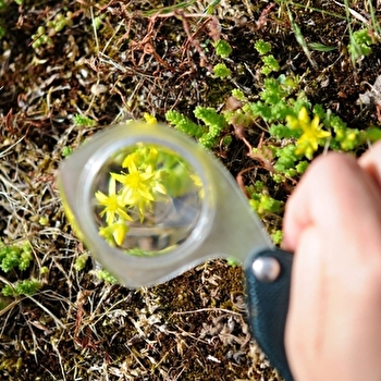 Initiation à la Botanique : Décrire une fleur - QUARRE-LES-TOMBES