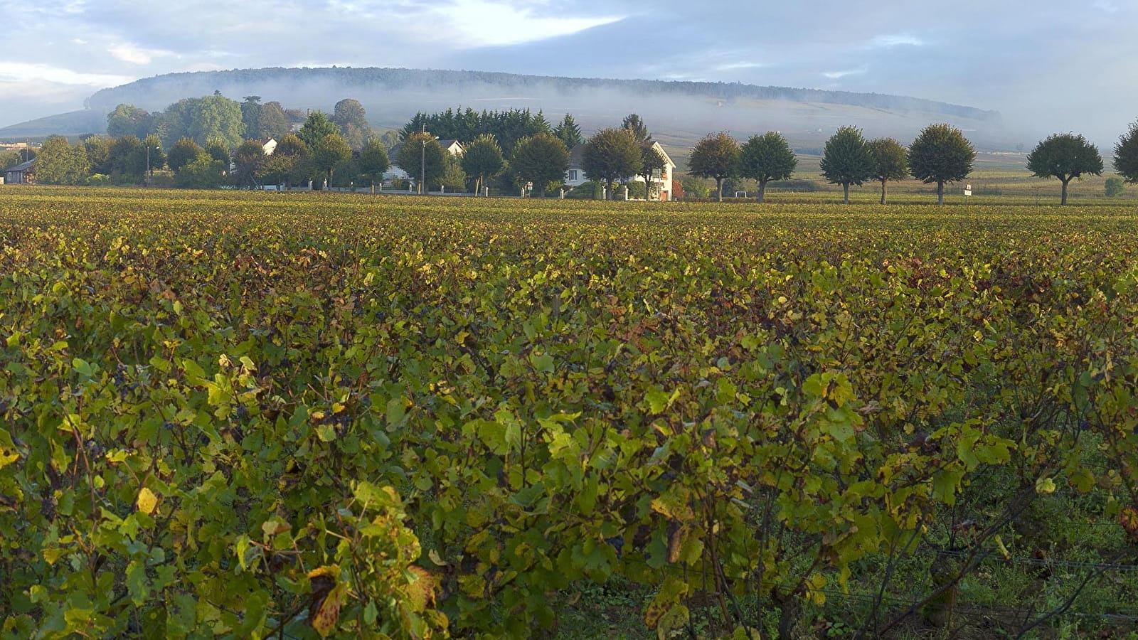 Tour de la butte de Corton