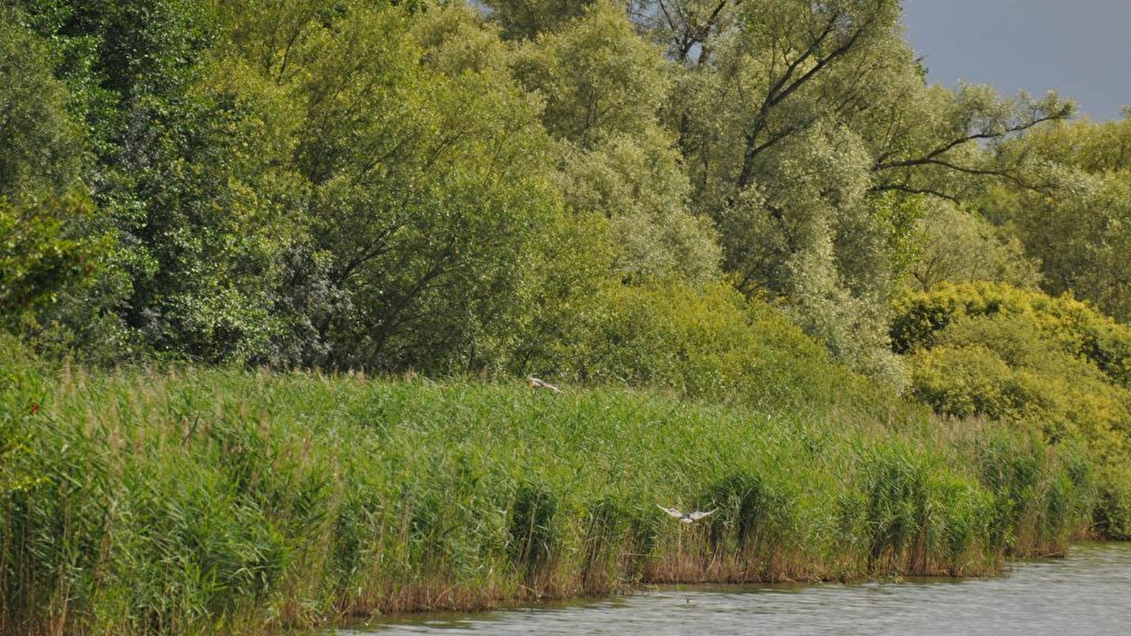 A la découverte des oiseaux migrateurs