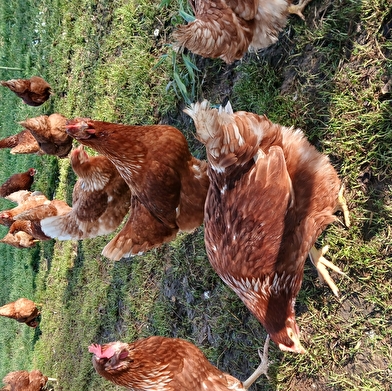 Les Saveurs fermières de Sophie