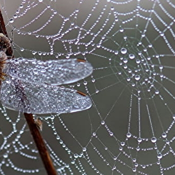 Sortie nature 'Quand le vivant nous inspire : le biomimétisme' - CRUX-LA-VILLE
