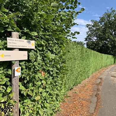 Randonnée - Circuit Condamine autour d'Izernore
