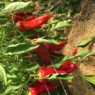 Les Légumes de Vincent