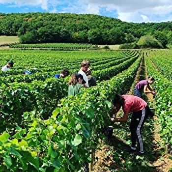 Vendanges touristiques - TOURNUS