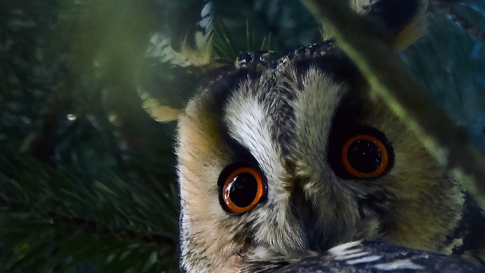 'Les ailes de la nuit' Parc national de forêts