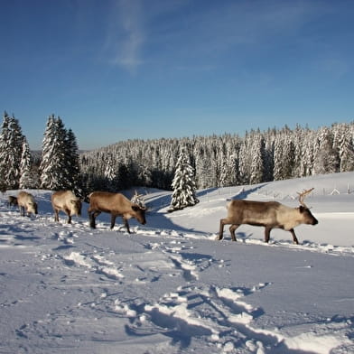 Frissons nordiques dans le Val de Mouthe