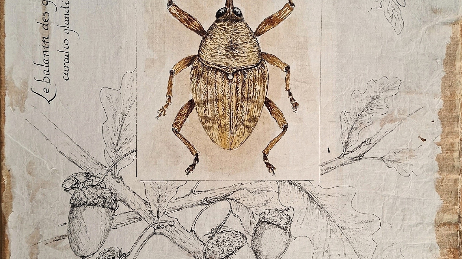 Fête de la Science : Insectes et Loire