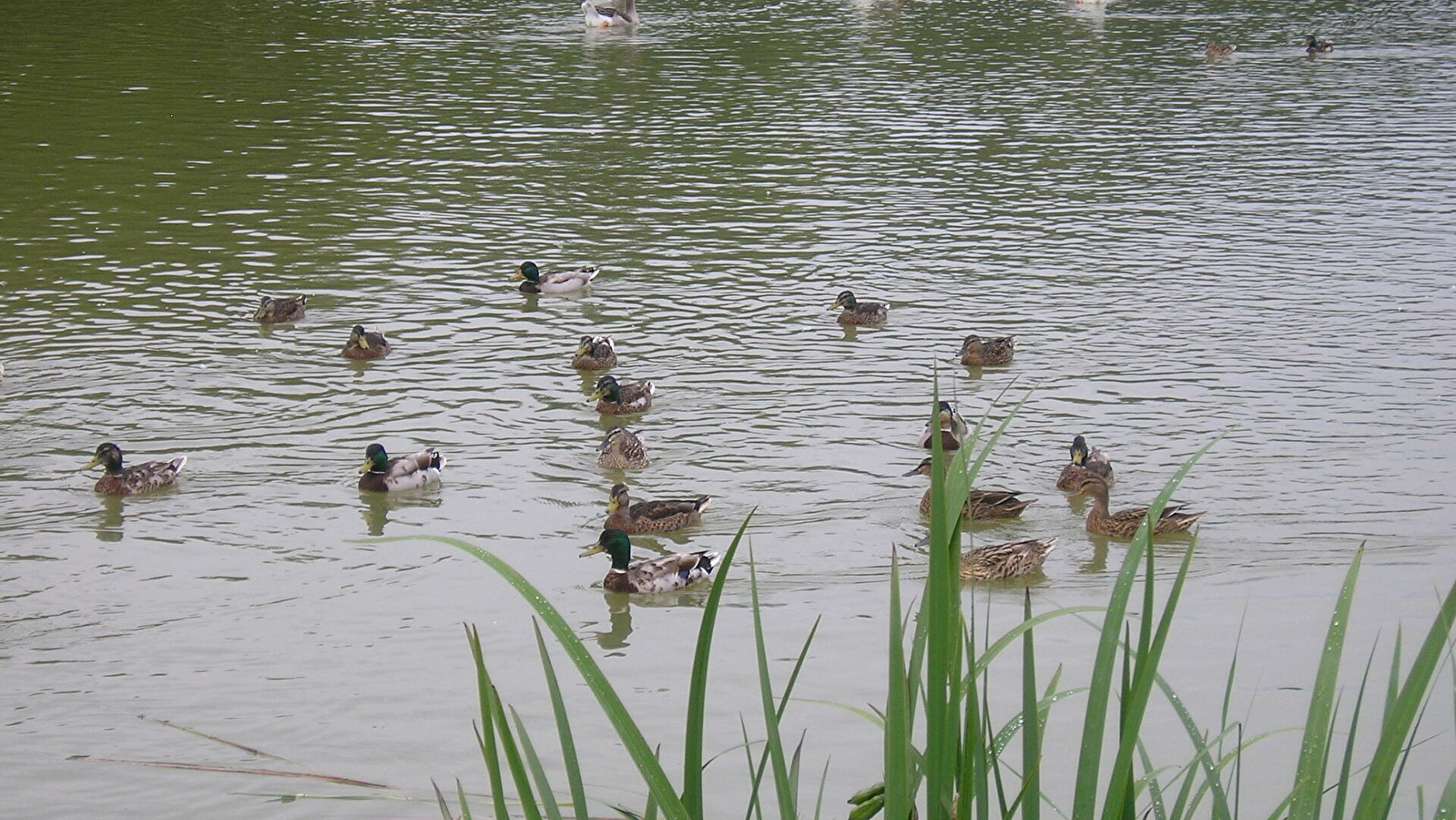 Etang de Foucherans