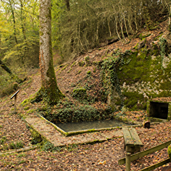 La Buxaie de la fontaine Chamont - BICHES