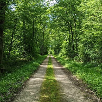 Forêt domaniale de Palleau