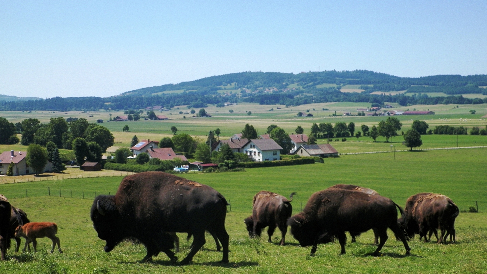 Les Bisons du Sachuron