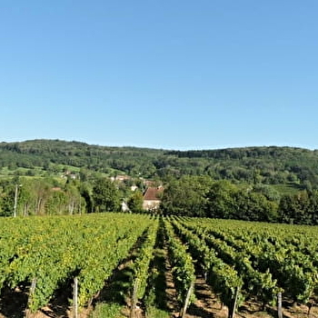 Rando des Vignes - ARBOIS