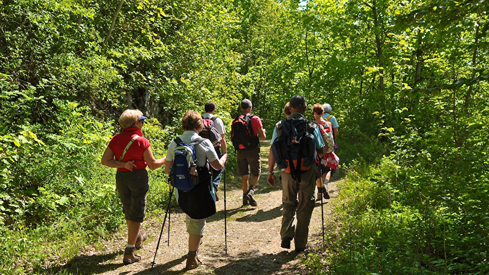 La forêt du Risoux 