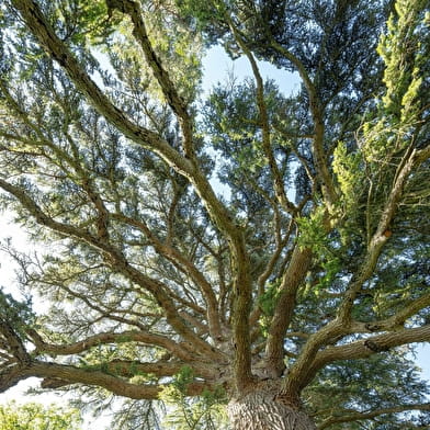 Parc du château de Ray-sur-Saône