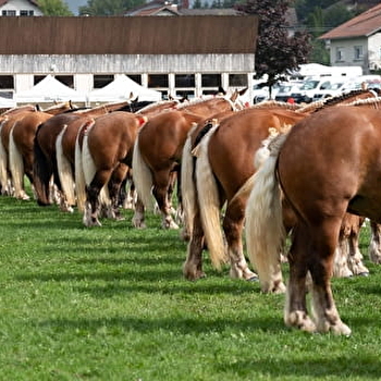 Concours National du Cheval de Trait comtois - MAICHE