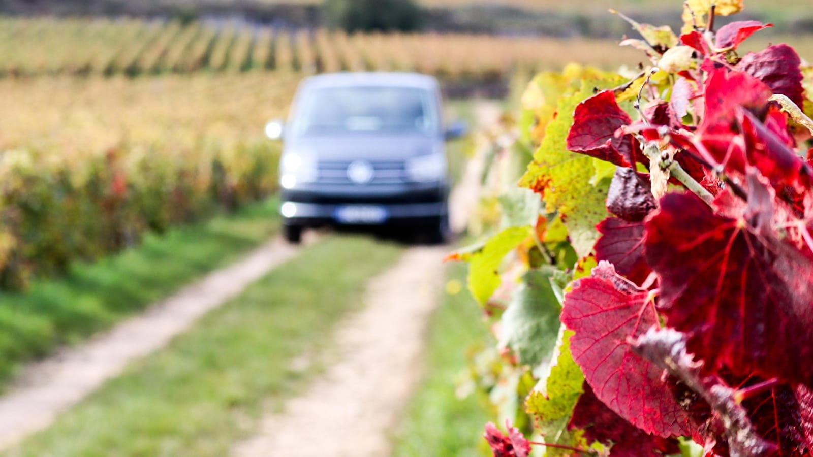 Safari Tours - Tour n°4 Dégustation Domaines & Château