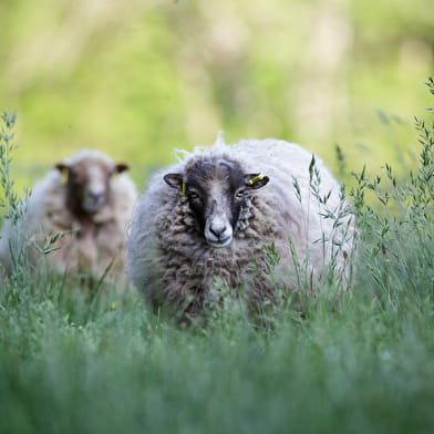 Plumes de Mouton et Cie