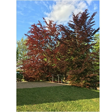 Camping Municipal Les Trois Rivières