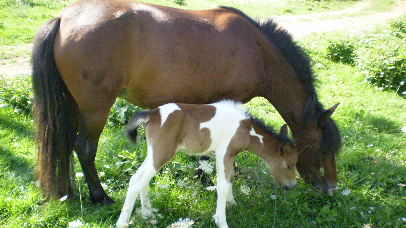 La Ferme des Bassets