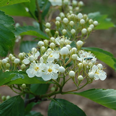 Arboretum Adeline