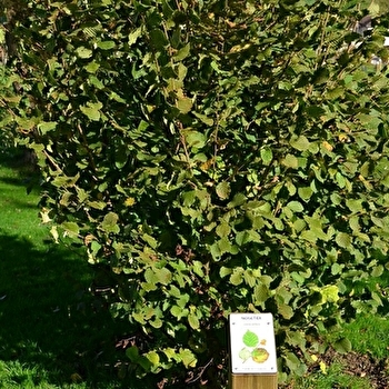 Arboretum de Leuglay - LEUGLAY