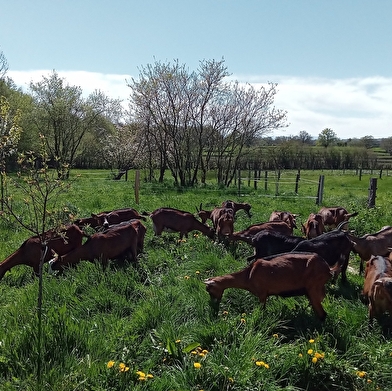 La Chèvrerie Les Chamoisées de Beauvernay