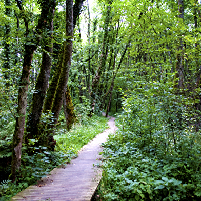 Randonnée pédestre : Marais des Bidonnes et Canal de Crans
