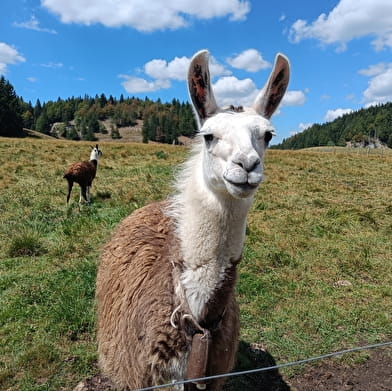 La ferme aux oeufs bleus