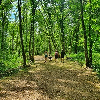 Randonnée à Druy Parigny / Boucle le Chemin des Druydes