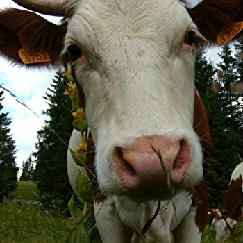Le sentier du berger des vaches - VAUX-ET-CHANTEGRUE