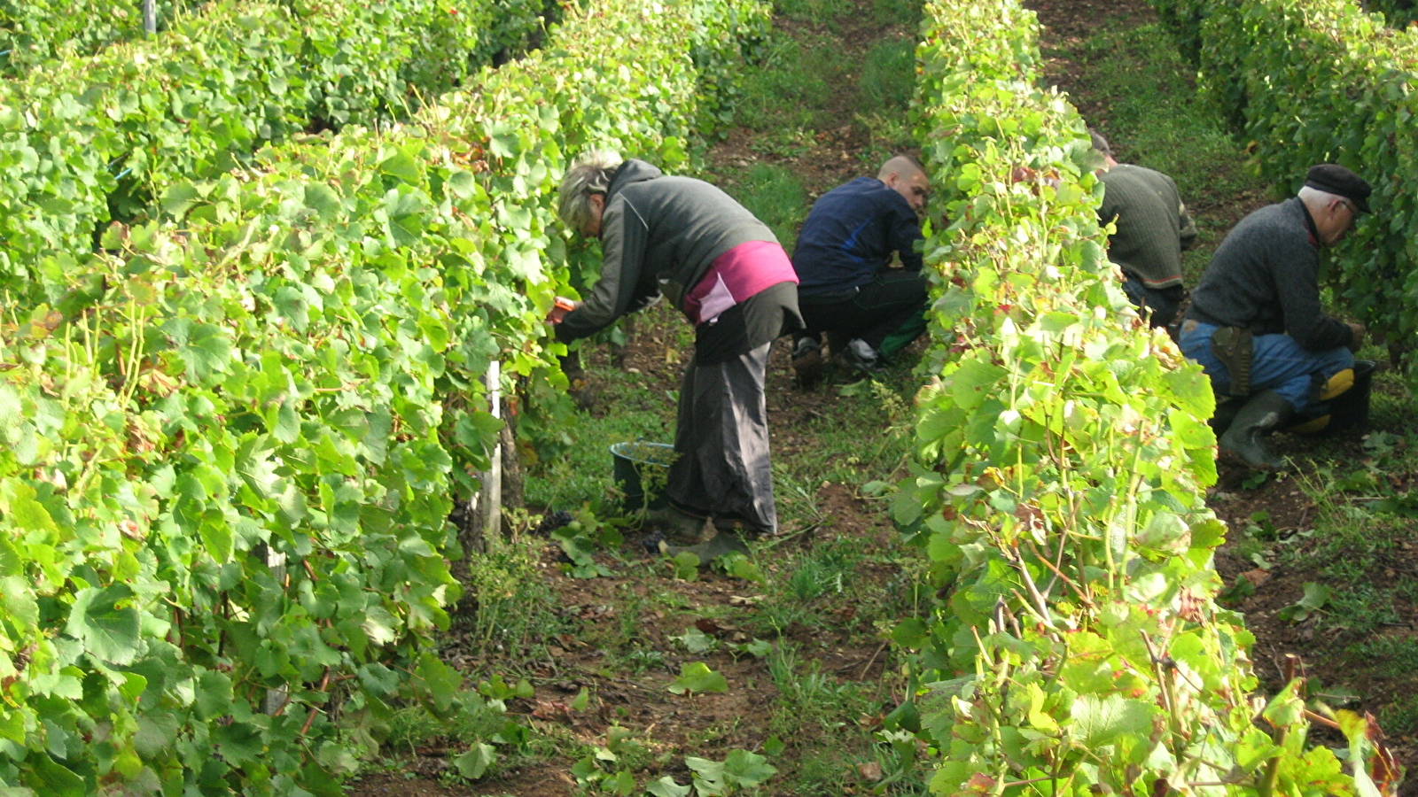 Caveau de Bacchus - Aviet Lucien & Fils 