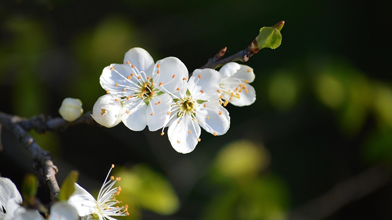 Concert de Printemps