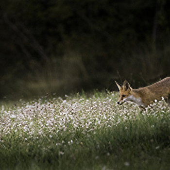La faune crépusculaire et nocturne à Brochon - BROCHON
