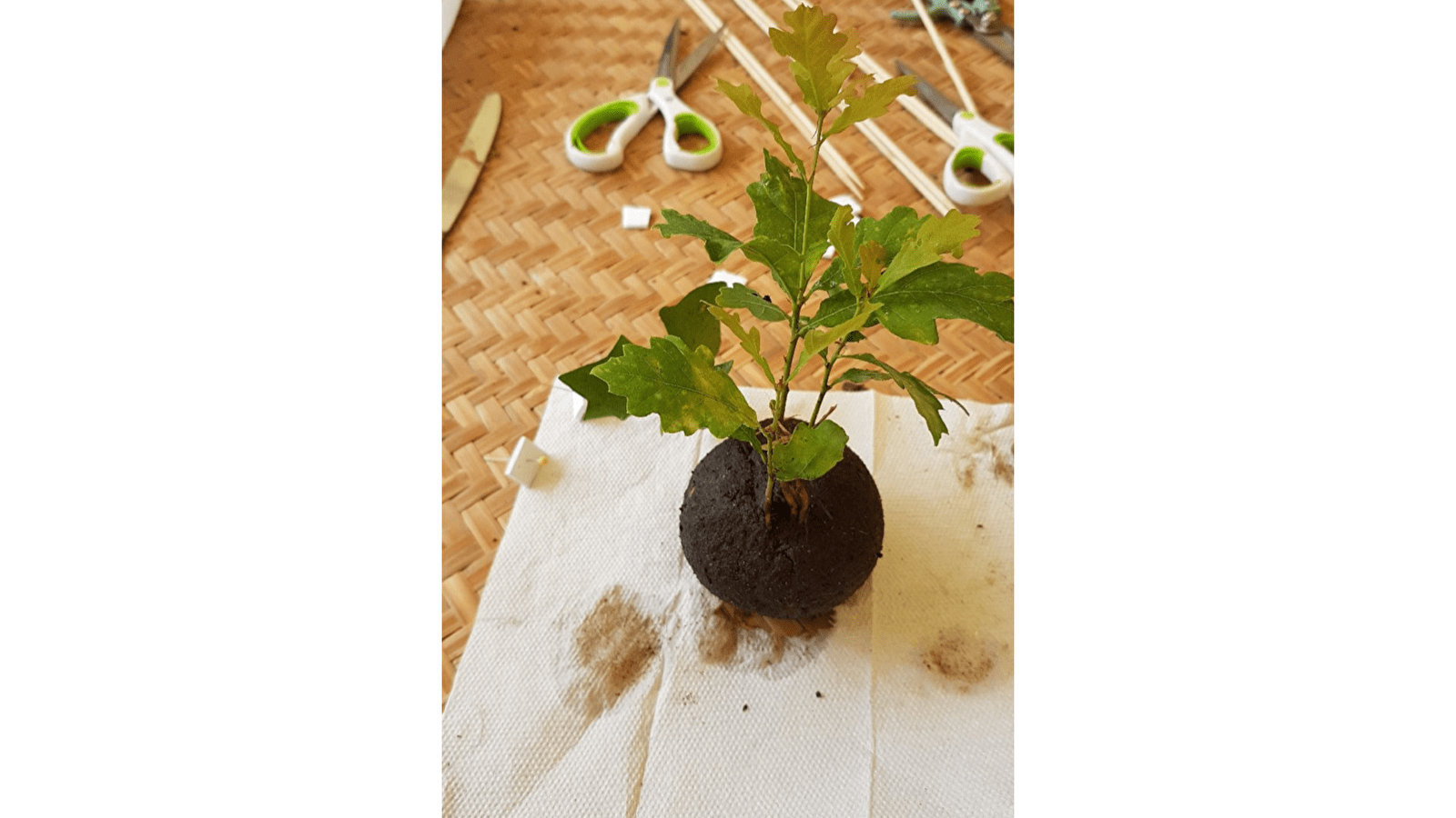 Escapades nature : Initiation à l'art du Kokedama